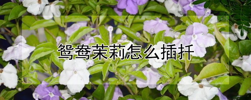 鴛鴦茉莉怎么插扦