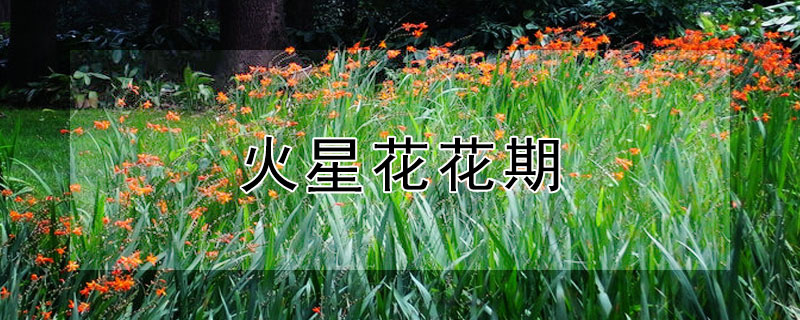 火星花花期