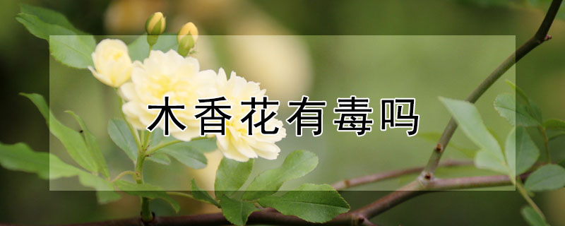 木香花有毒嗎