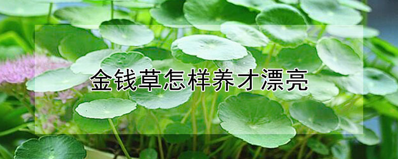 金錢草怎樣養才漂亮