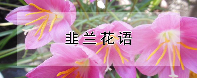 韭蘭花語