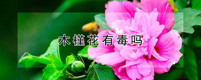 木槿花有毒嗎