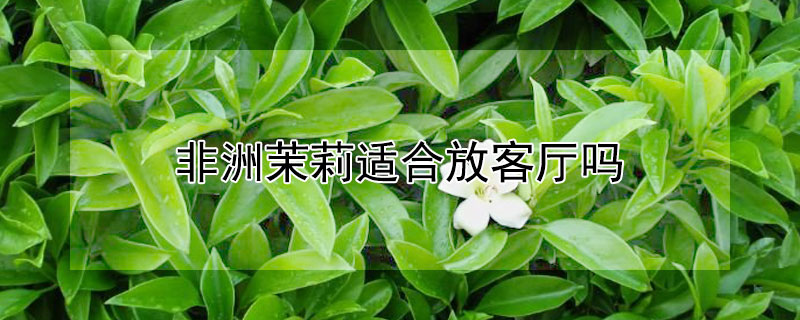 非洲茉莉適合放客廳嗎