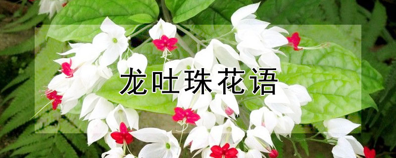 龍吐珠花語(yǔ)