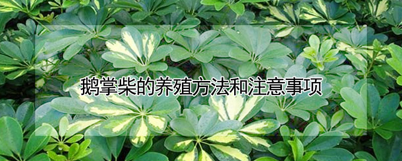 鵝掌柴的養殖方法和注意事項