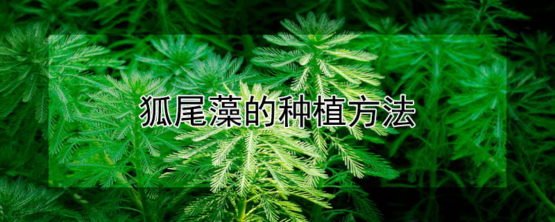 狐尾藻的種植方法