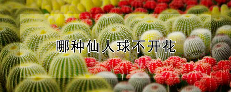 哪種仙人球不開花