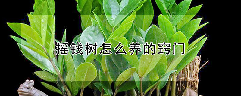 搖錢樹怎么養(yǎng)的竅門