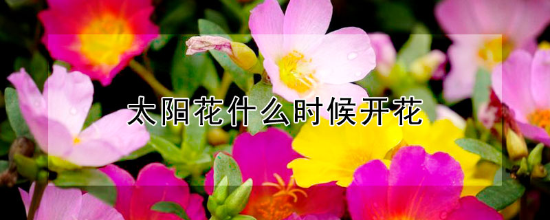 太陽花什么時候開花