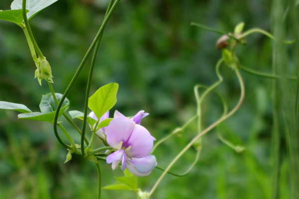 春季豇豆種植技術