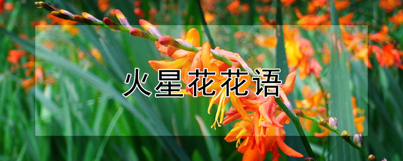 火星花花語