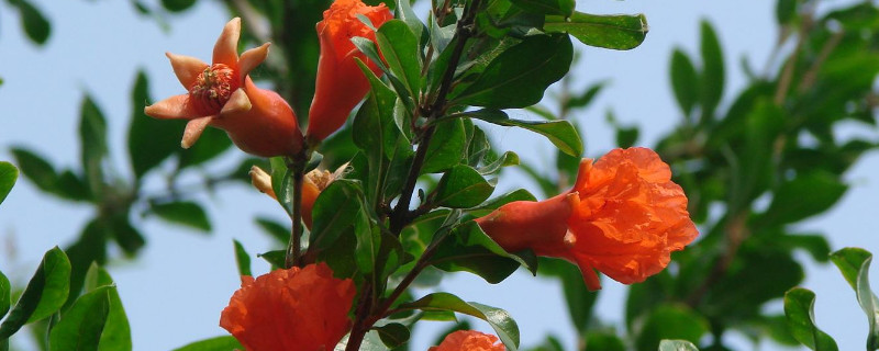 5月可以種植什么樹苗