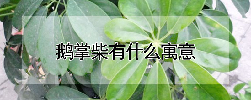 鵝掌柴有什么寓意