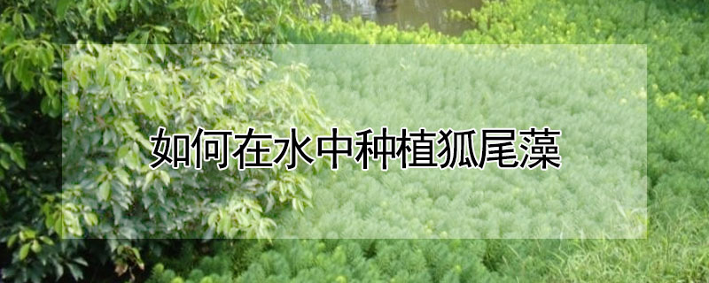 如何在水中種植狐尾藻