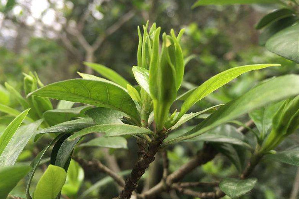 枙子花為什么掉花苞子