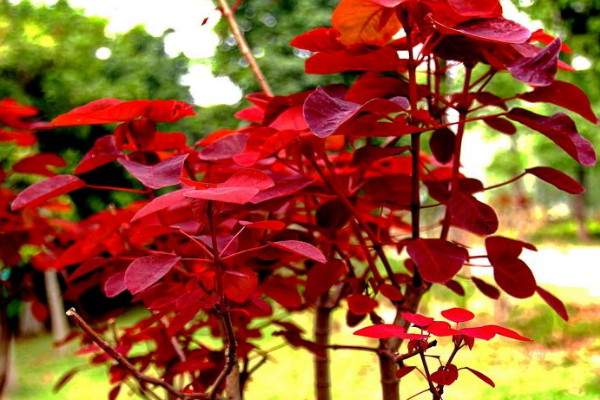 紅楓種子為什么不發芽