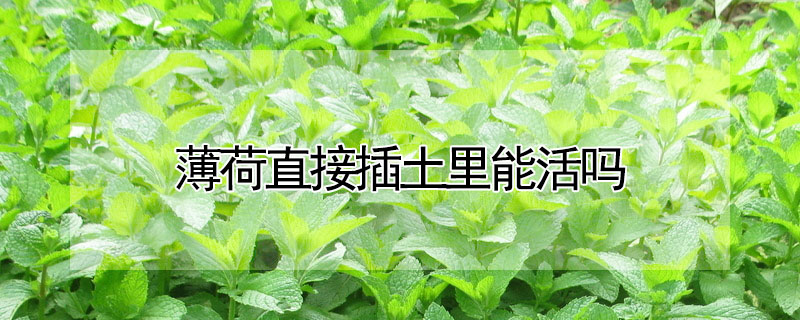 薄荷直接插土里能活嗎