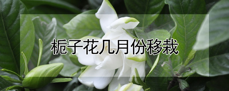 梔子花幾月份移栽