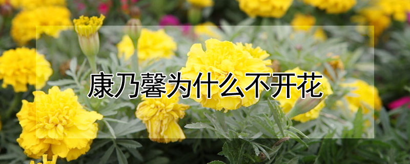 康乃馨為什么不開花