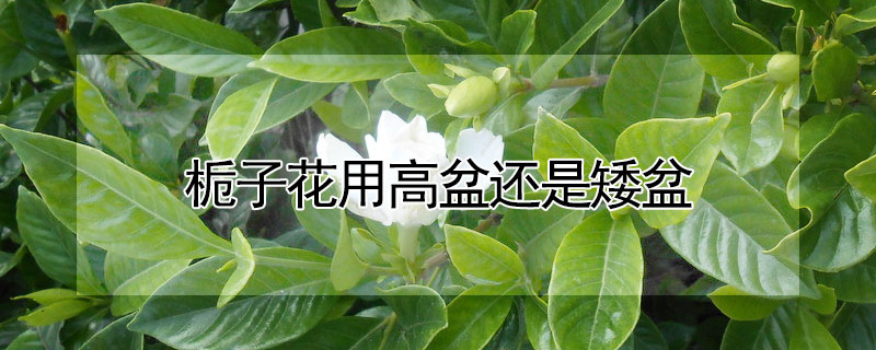 梔子花用高盆還是矮盆