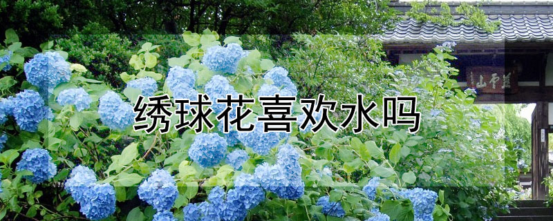 繡球花喜歡水嗎