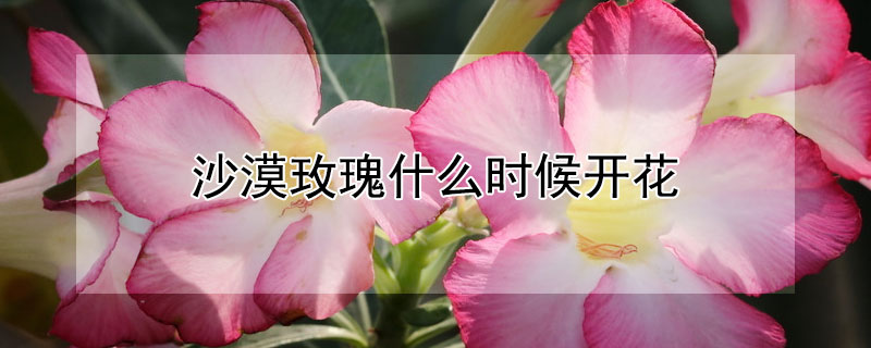 沙漠玫瑰什么時(shí)候開花