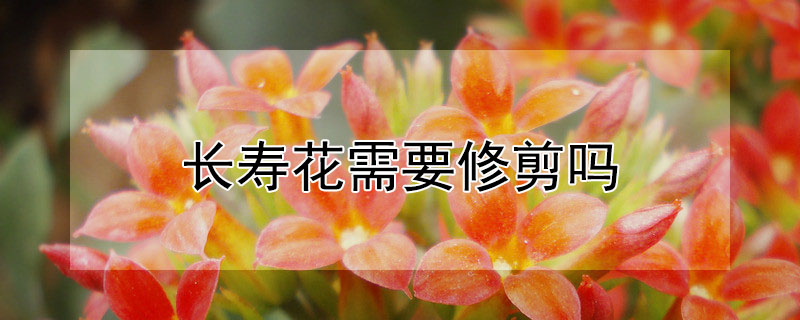 長壽花需要修剪嗎