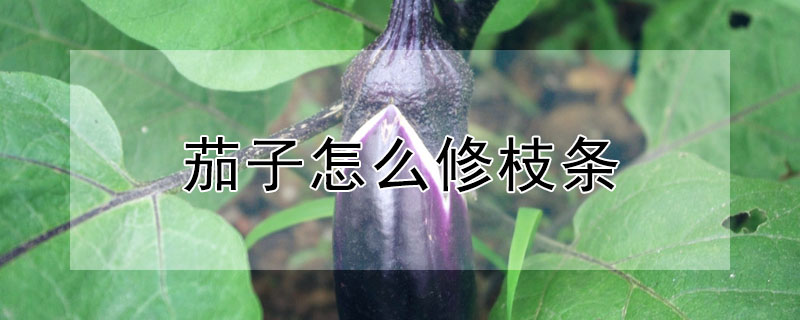 茄子怎么修枝條