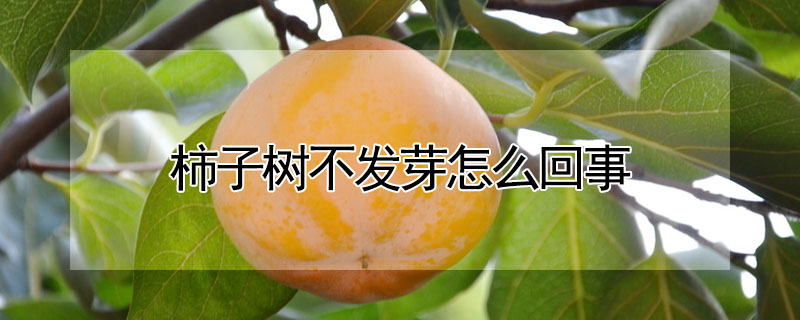 柿子樹不發(fā)芽怎么回事