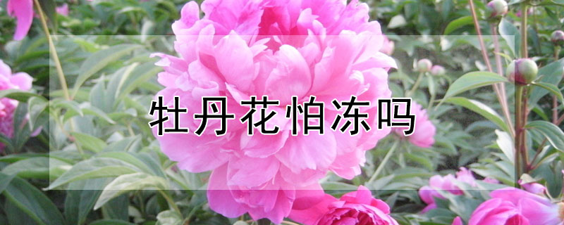 牡丹花怕凍嗎