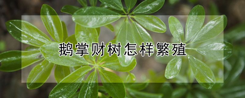 鵝掌財樹怎樣繁殖