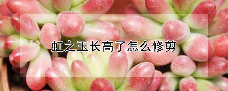 虹之玉長高了怎么修剪