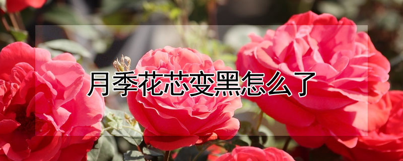 月季花芯變黑怎么了