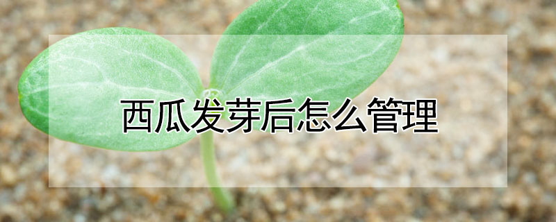 西瓜發芽后怎么管理