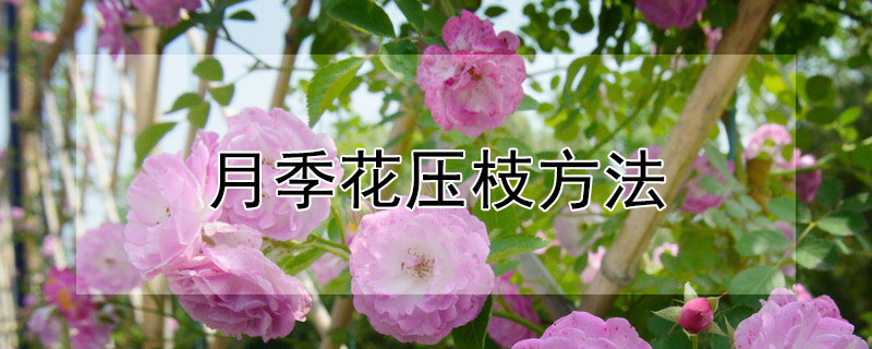 月季花壓枝方法