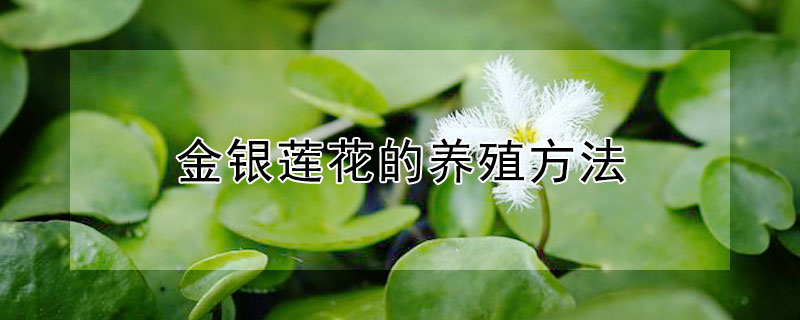 金銀蓮花的養(yǎng)殖方法