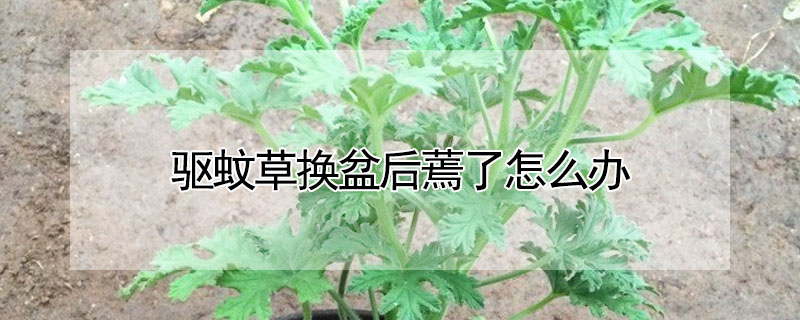 驅蚊草換盆后蔫了怎么辦