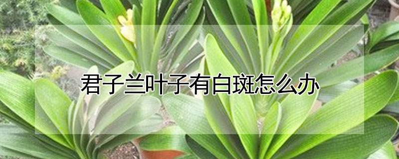 君子蘭葉子有白斑怎么辦