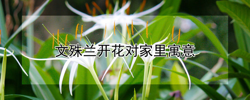 文殊蘭開花對家里寓意