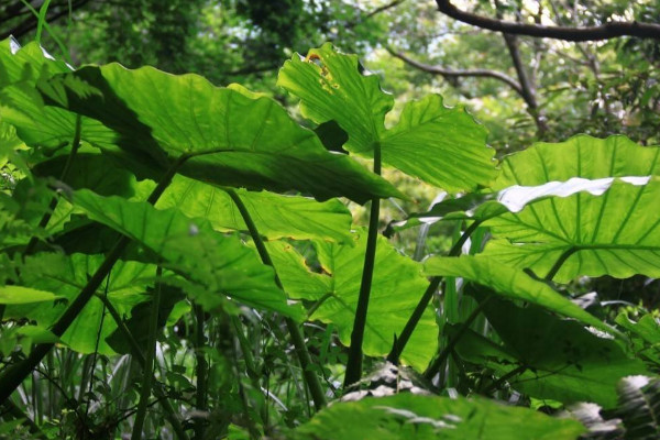 海芋的養殖方法和注意事項