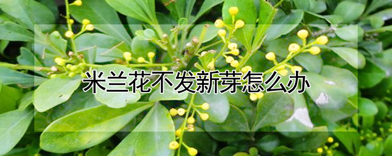 米蘭花不發新芽怎么辦