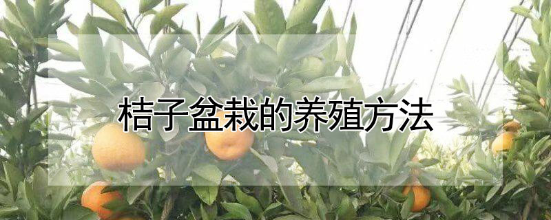 桔子盆栽的養(yǎng)殖方法