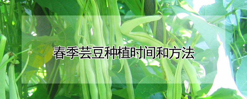 春季蕓豆種植時間和方法