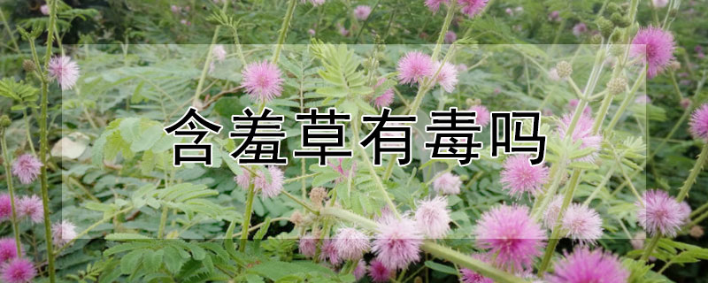 含羞草有毒嗎