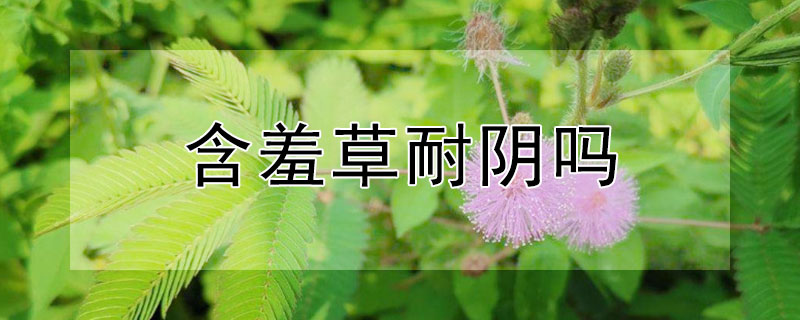 含羞草耐陰嗎