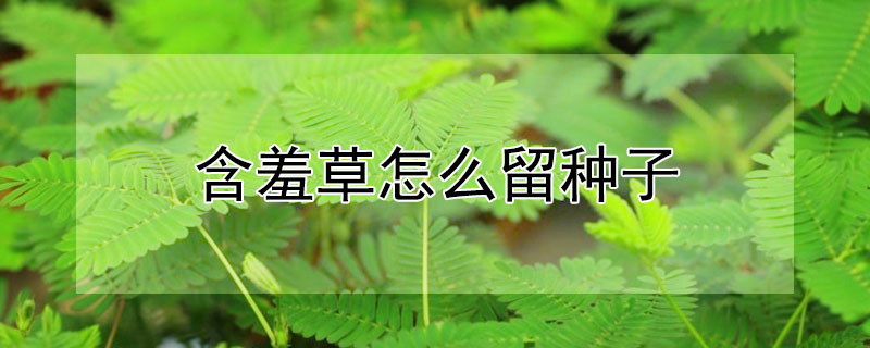 含羞草怎么留種子