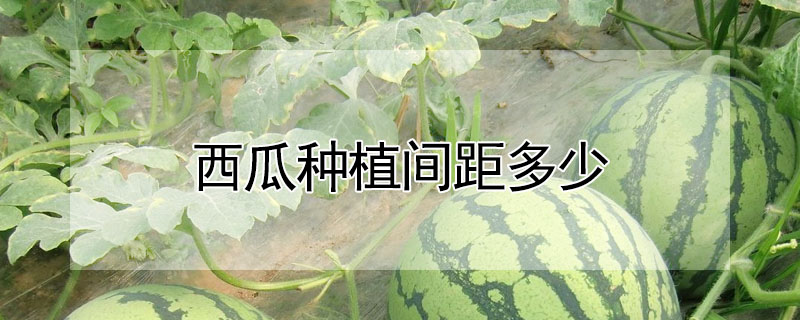 西瓜種植間距多少