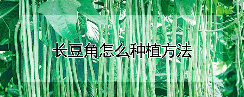 長豆角怎么種植方法