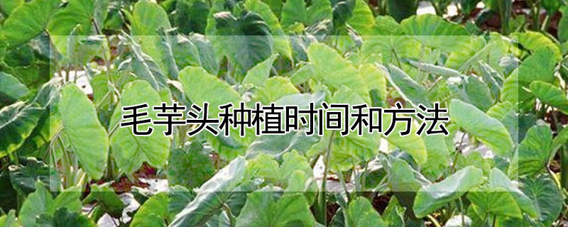 毛芋頭種植時間和方法