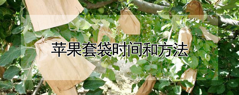 蘋果套袋時間和方法